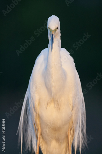 Grote Zilverreiger, Western Great Egret, Ardea alba alba photo