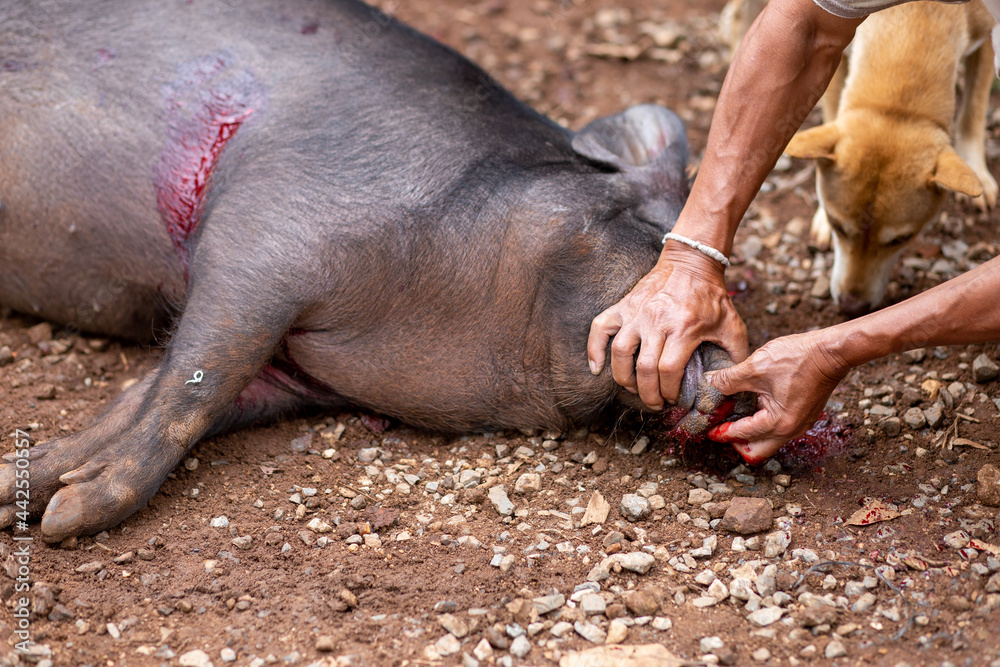 Select focus on the poor boar that was shot. but he is not dead The hunter covered the boar's nose and mouth with his hand to prevent it from breathing. The idea of stopping hunting and conservation Select focus on the poor boar that was shot. but he is not dead The hunter covered the boar's nose and mouth with his hand to prevent it from breathing. The idea of stopping hunting and conservation