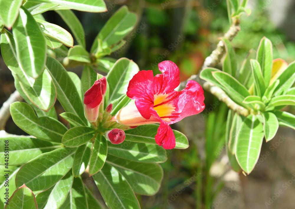 Red adenium in the garden. Red adenium in the garden.