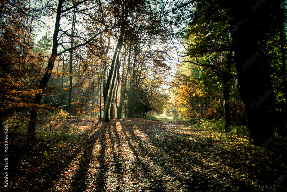 path in autumn forest