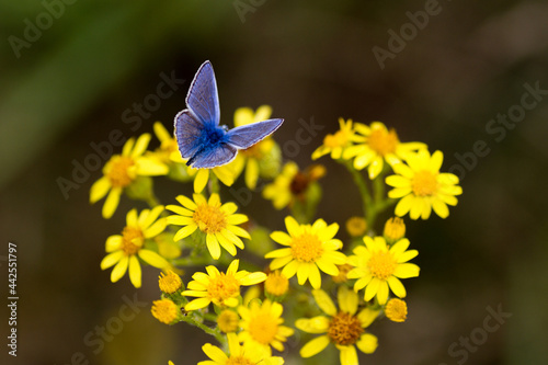 Blue butterfly on yellow flower