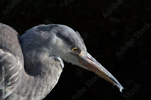 Grey heron