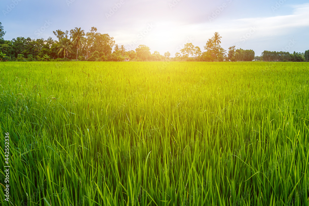 Scenic view landscape of Rice field green grass with field cornfield or in Asia country agriculture harvest with fluffy clouds blue sky sunset evening background.