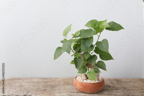Ficus religiosa bonsai in small plant pot on wooden desk photo