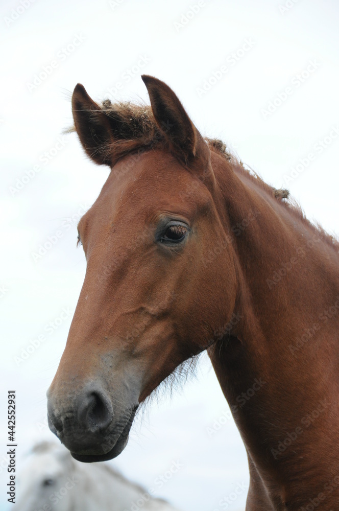 Closeup of beautiful brown horse head 