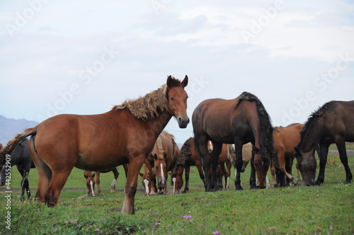 Herd of wild horses grazing in the filed on the grass  Altai