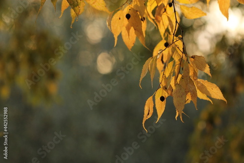 foglie di bagolaro in autunno