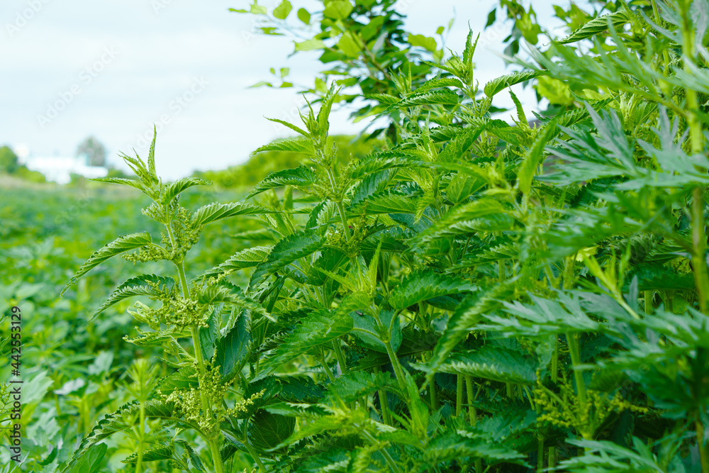 Urtica dioica or stinging nettle Medicinal plants.
Green leaves of nettle. Close-up.