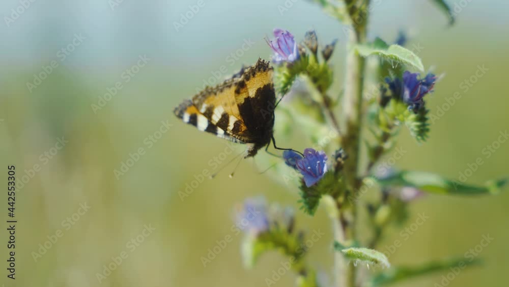 Hungry butterfly tasting drinking feet flower nectar insect bug fly flying beautiful insects summer butterflies wings flower plants blue colourful vibrant moth moths Swedish European drink nostrils