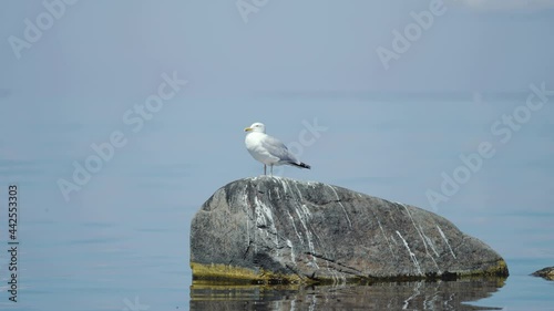 Seagull gull bird casually standing on top rock stone water wet waiting fishing fish food feed eggs birds predator nest alone lonely white wadder sea birds harbor mine oceania ocean sea duck flying photo