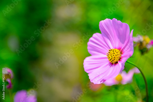 Bright cosmos flower in the flower garden