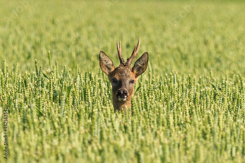 Roe buck in the cornfield