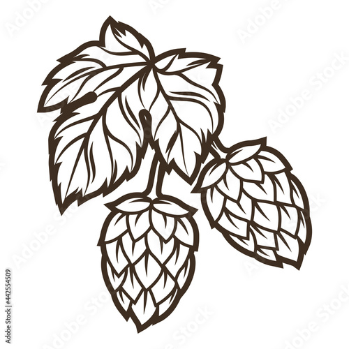 Illustration of hop. Object in engraving hand drawn style. Old element for beer festival or Oktoberfest.