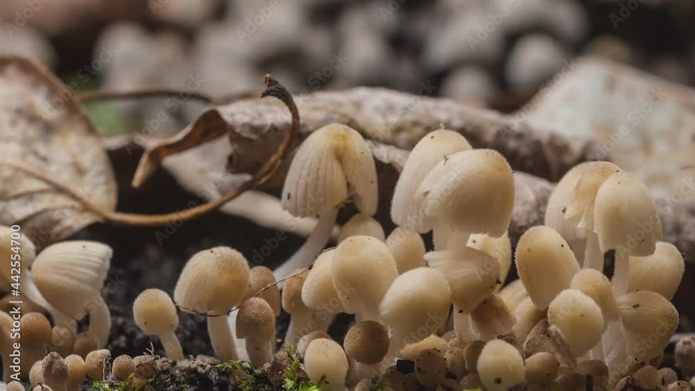Group of mushrooms in the forest time-lapse. Group of mushrooms in the forest time-lapse.