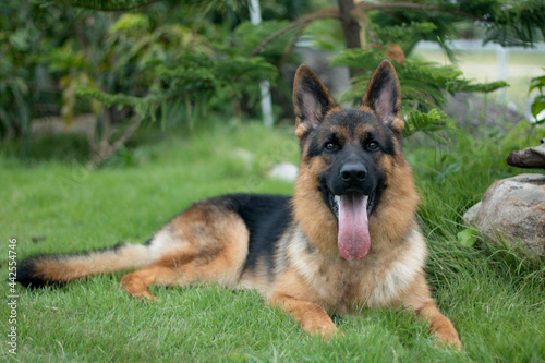 German Shepherd dog outside sitting in grass on a sunny day
