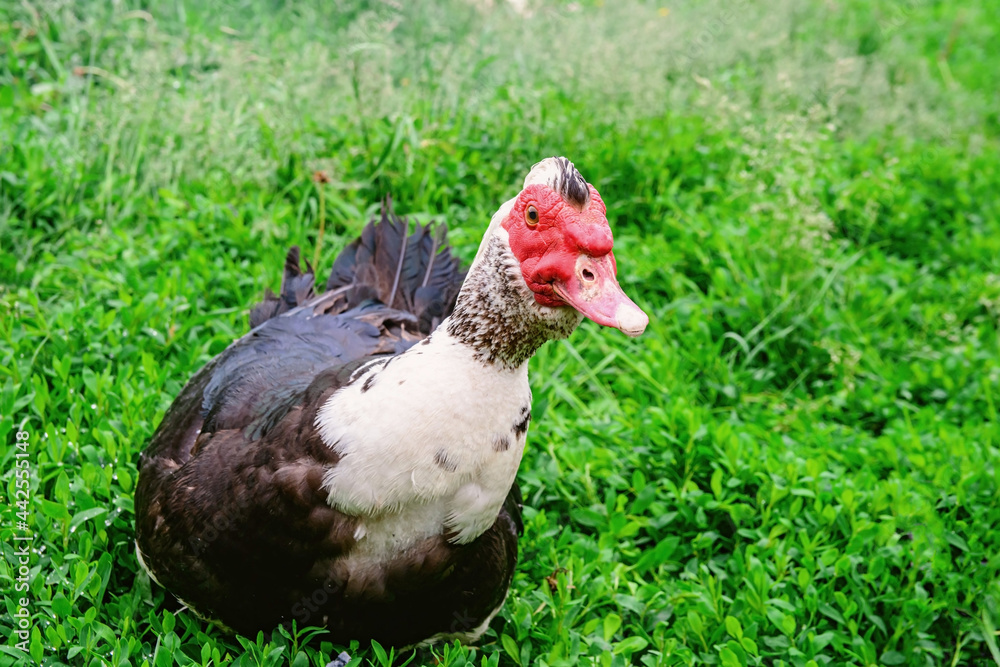 A muscovy duck walking outside on the grass. Cairina moschata, male. Indo-duck walk on backyard A muscovy duck walking outside on the grass. Cairina moschata, male. Indo-duck walk on backyard