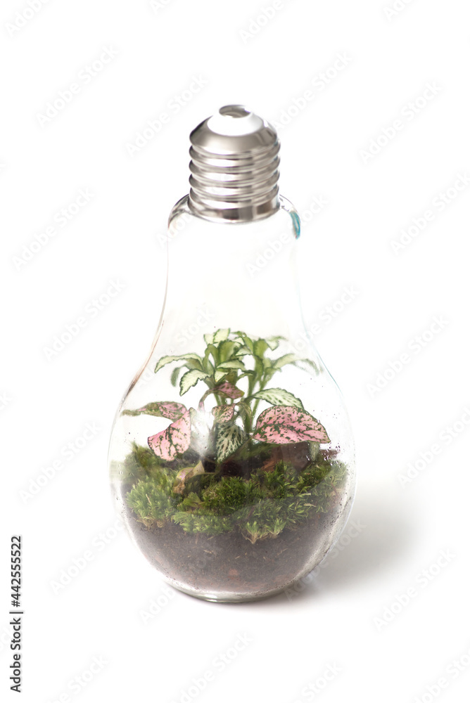 Φωτογραφία Closeup of miniature plant in a transparent glass contenair in shaped light on w