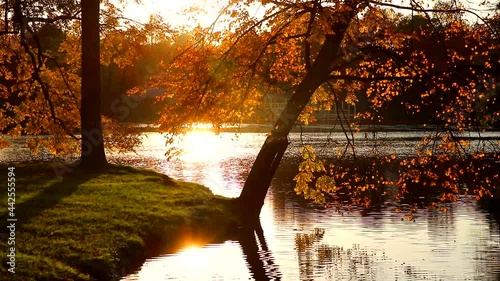 Video autumn park in the morning light . Autumn landscape. Morning light.