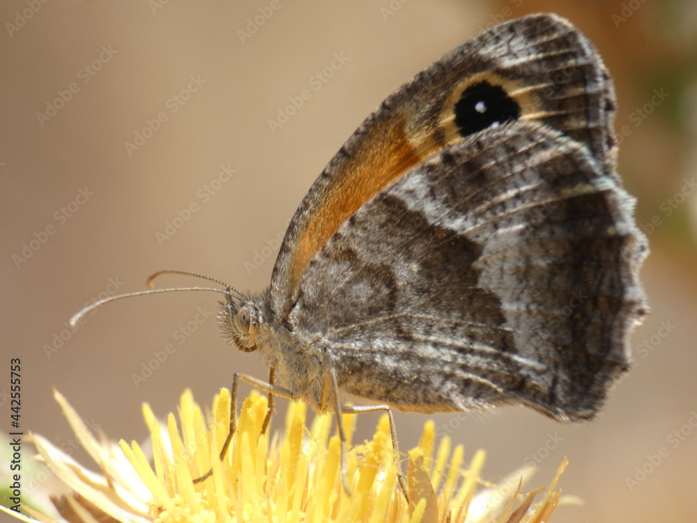 Fototapeta premium Farfalla