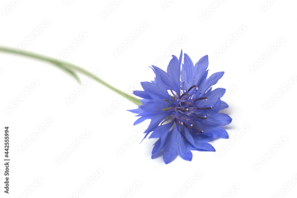 Closeup of blue centaurea flower on white background