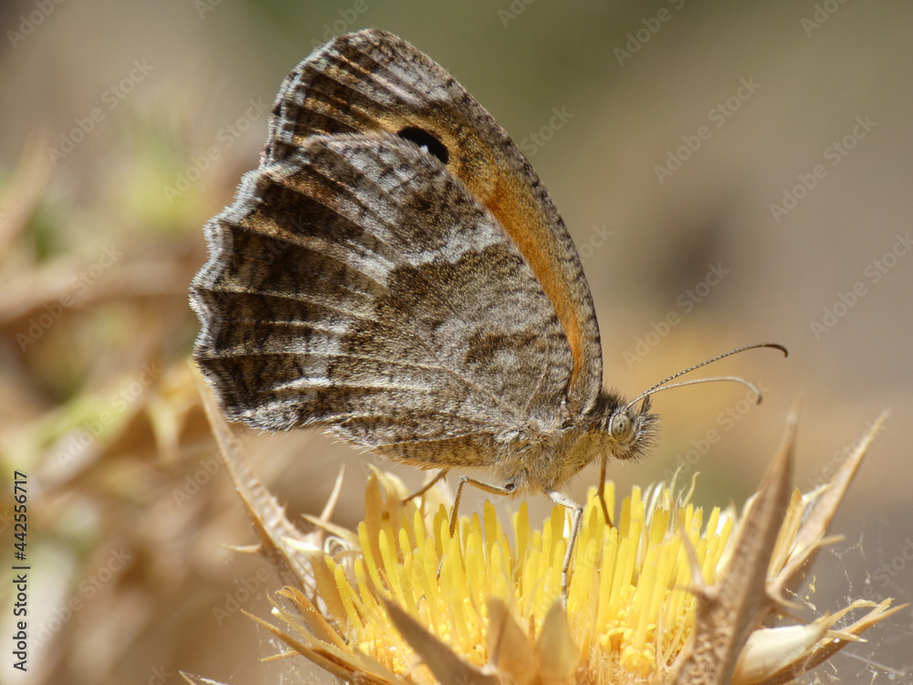 Obraz premium Farfalla