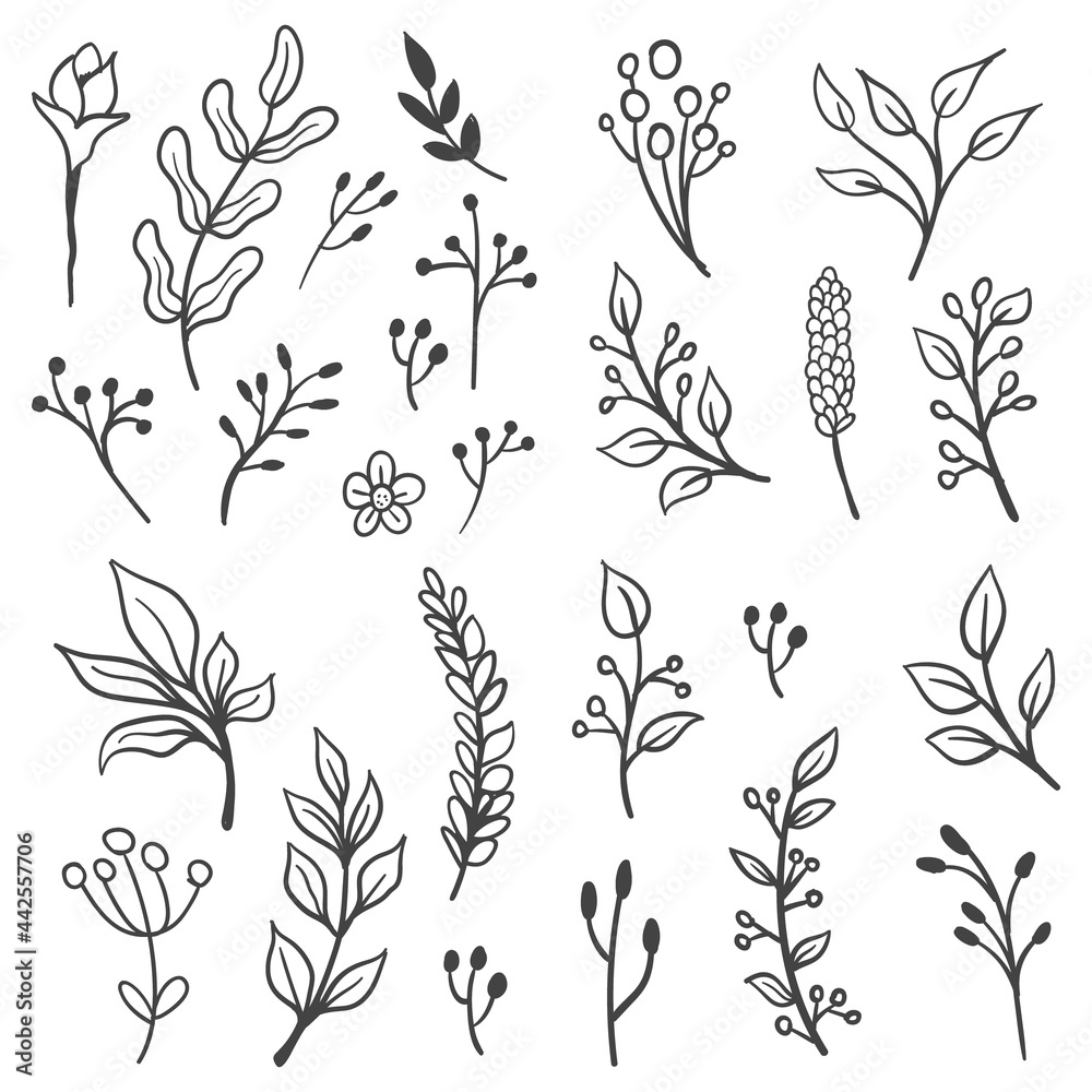 Fototapeta Kwiatowe elementy graficzne wektor zestaw. Kwiaty i rośliny ręcznie rysowane ilustracje. Liście i gałęzie.