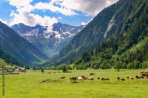 Mountain pasture in Zillertal area, Austria with cows and mountain peaks on the background
