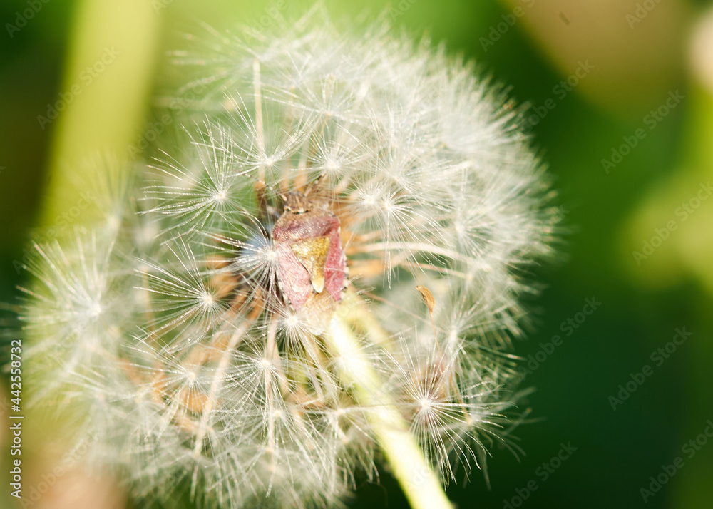 white dandelion large blanc grows in nature white dandelion large blanc grows in nature