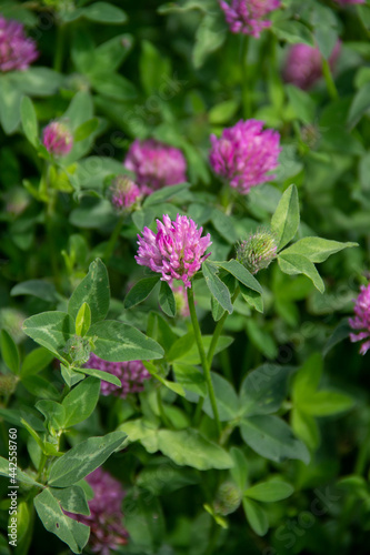 natural background with pale pink flowers of the clover plant