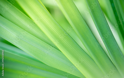 Nature view of green leaf in garden Natural green leaves plants in summer using as spring background cover page greenery environment ecology Global Warming Save World Save Planet Humanity Wallpaper