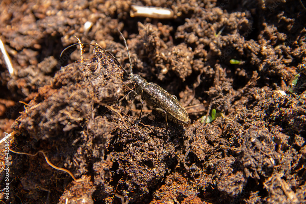 a large mustachioed beetle successfully disguises itself in loosened soil