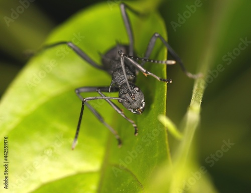 Front View of Ant (Polyrhachis Abdominalis) on The Leaves © TAK