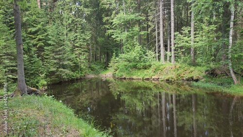 Reflection of trees on the surface of the water in a pond at the edge of the forest. 