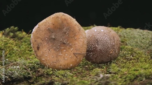 Amanita phalloides, Amanita muscaria is a mushroom of the genus Amanita of the Amanitaceae family. photo