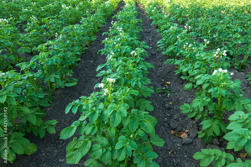 The field where potatoes are grown. Furrows go into perspective. The plants have white flowers. Background.