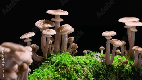 Amanita phalloides, Amanita muscaria is a mushroom of the genus Amanita of the Amanitaceae family. (time-lapse) photo
