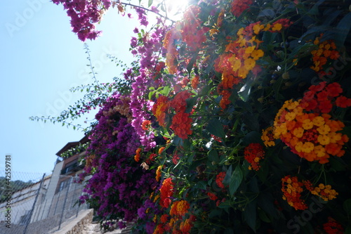 colorful flowers in garden close up shot