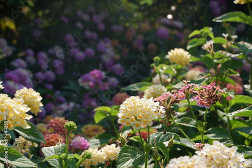 colorful flowers in garden close up shot