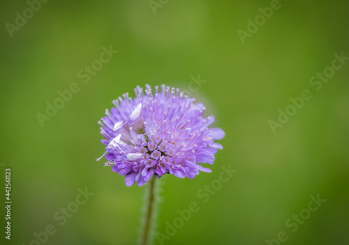 Beautiful violet flower on green blurred background