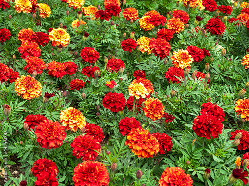 Colourful African marigolds, Tagetes erecta, in a flower bed © AngieC