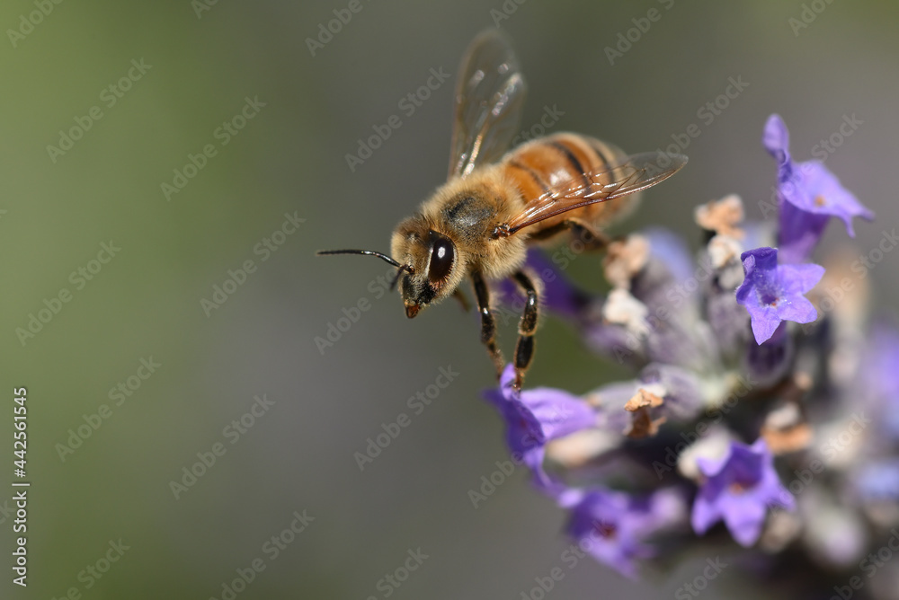 abeille abeille