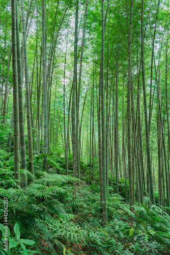 forest in the morning