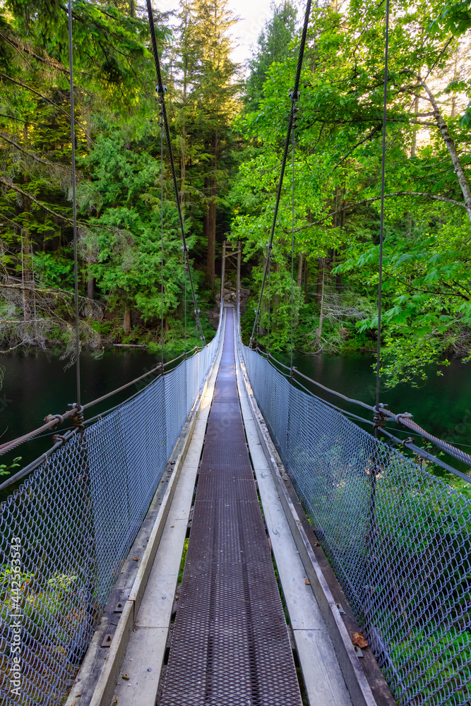 View of Suspension Bridge over the water in Green and Vibrant Rain Forest during a sunny summer day. Buntzen Lake, Anmore, Vancouver, British Columbia, Canada. Nature Background