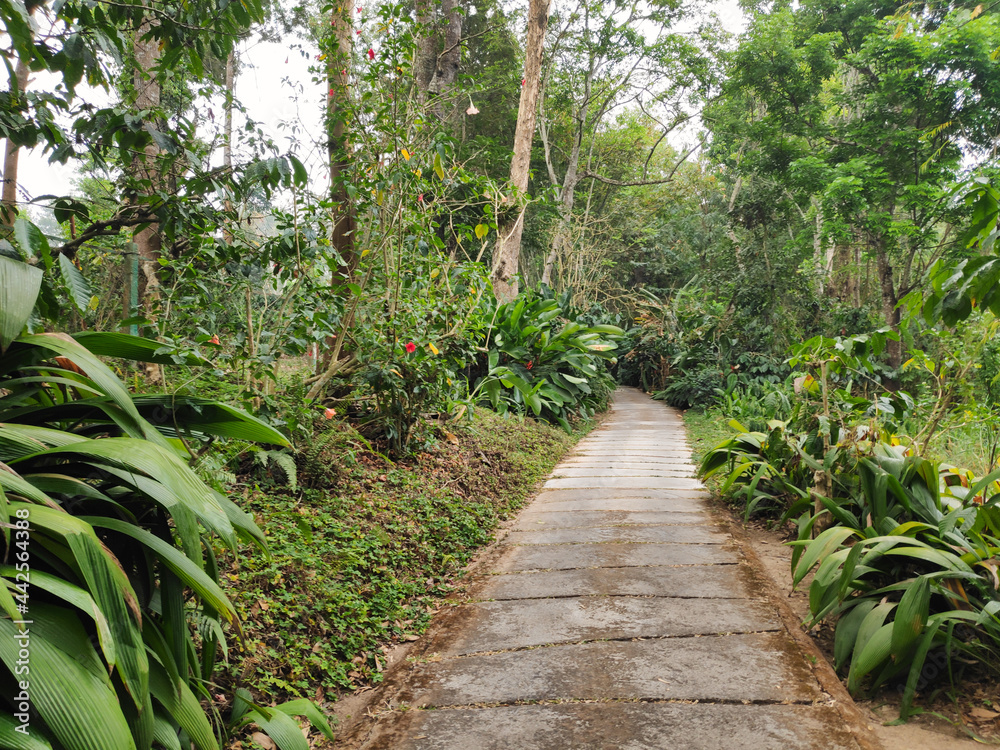 A road running through a tropical forest or plantation surrounded by lush foliage A road running through a tropical forest or plantation surrounded by lush foliage
