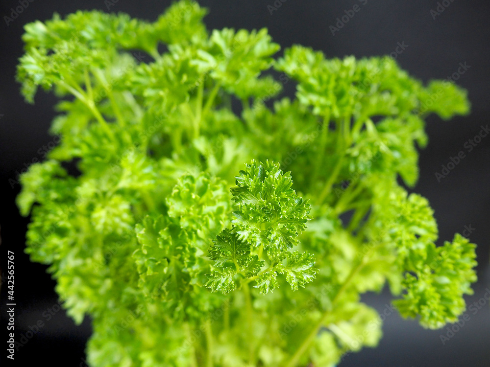 close up green leaves of parsley on a black background side view close up green leaves of parsley on a black background side view