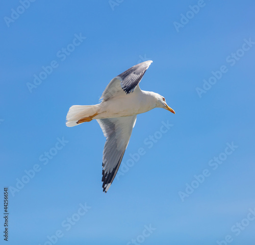 Sea gull flying with open wings  clear blue sky background