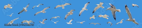 Sea gulls flying with open wings  clear blue sky background