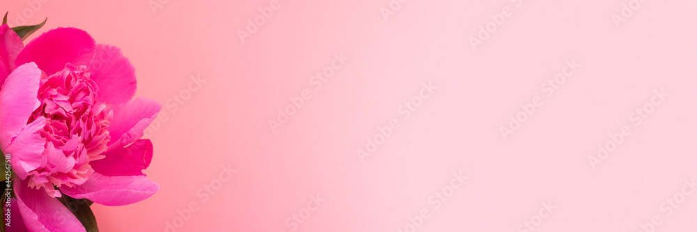 Pink peony closeup on a pink background with copy space. Floral wide panoramic banner design
