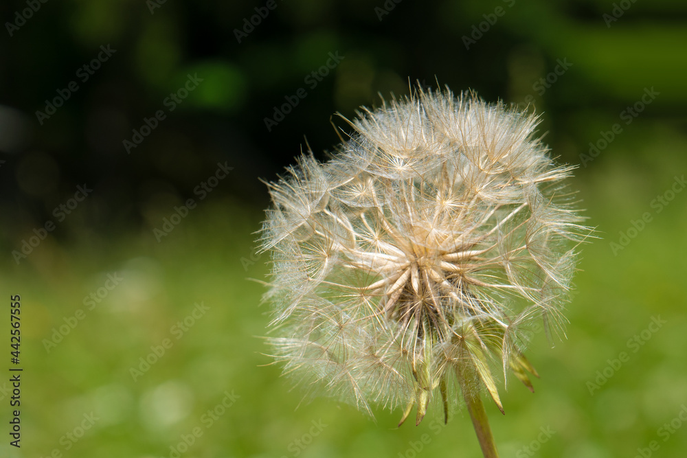 The blowball of a meadow salsify blossom from the species Tragopogon pratensis The blowball of a meadow salsify blossom from the species Tragopogon pratensis