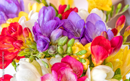 colorful and fragrant freesia flowers bunch top view closeup, natural background